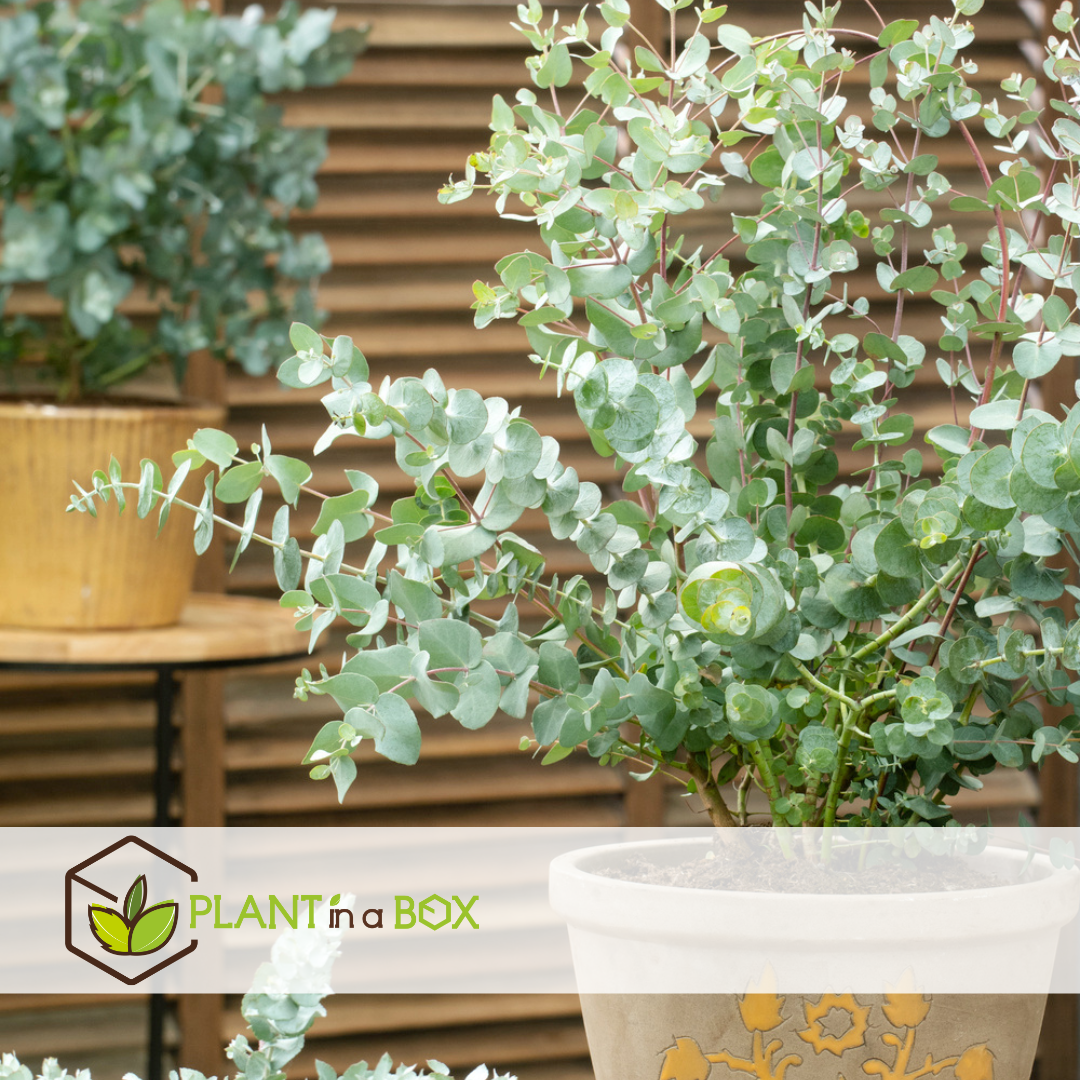 Eucalyptus 'baby blue' - lot de 2 - buissons d'eucalyptus - ⌀15 cm - h35-45 cm