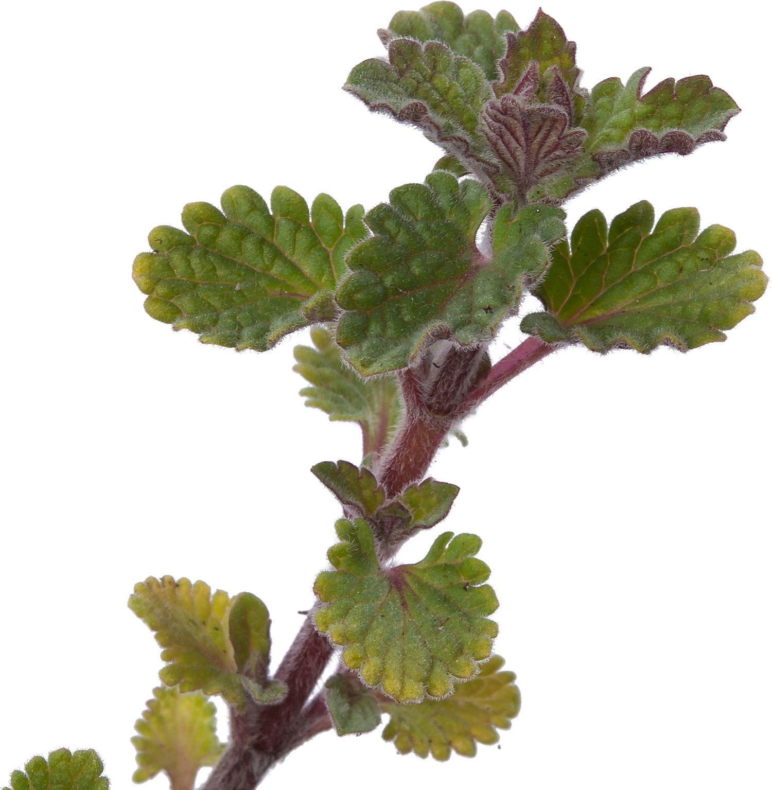 Kattenkruid (Nepeta 'Kit Cat') D 9 H 10 cm