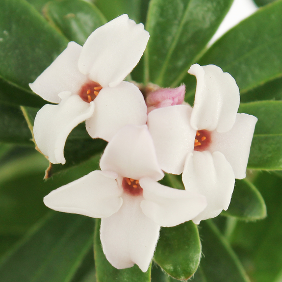 Daphné 'Eternal Fragrance®' pot 10L