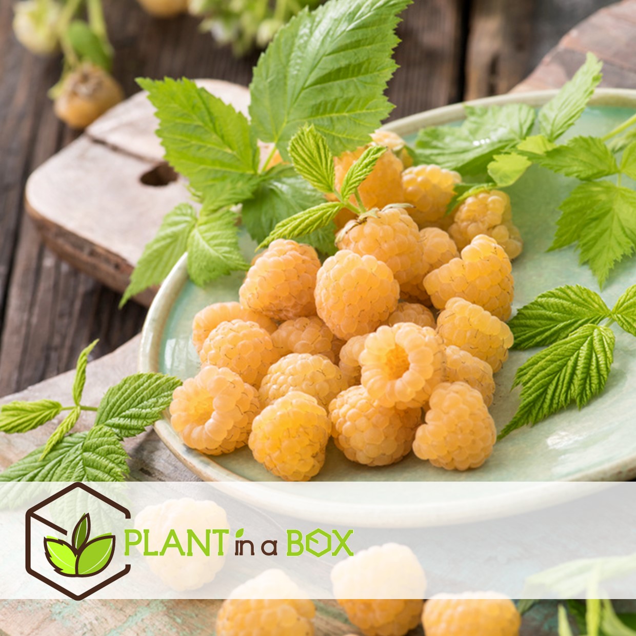 Plants de framboises - set de 6 - plante jardin - pot 9cm - hauteur 25-40cm
