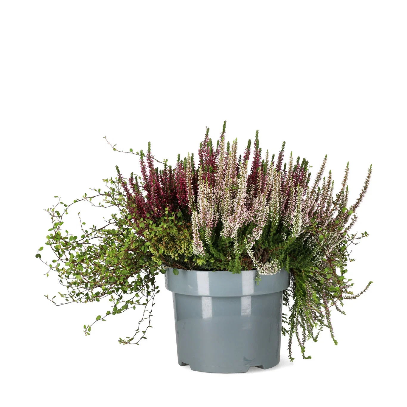 Calluna vulgaris (Beauty Ladies Series) 'Beauty Belle' Høstmix med Røsslyng BEAUTY LADIES  'Beauty Belle' Ø23 cm