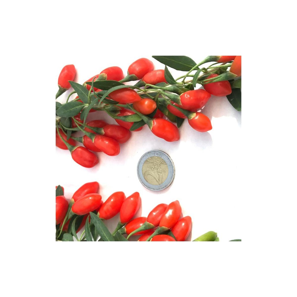Baie de goji princess tao® 'fpw03'/lycium barbarum princess tao® 'fpw03'[-]pot de 3 l - 40/50 cm