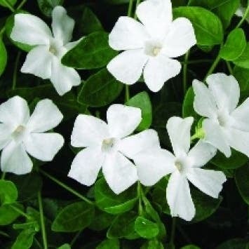 Maagdenpalm (Vinca minor 'Alba') D 9 H 10 cm