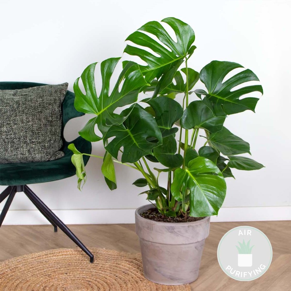 Monstera deliciosa - plante trouée - plante d'intérieur - purificateur d'air – ⌀21 cm - ↕70-80 cm