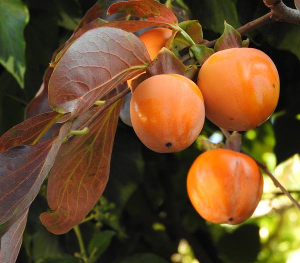 Kaki 'Rojo Brillante'