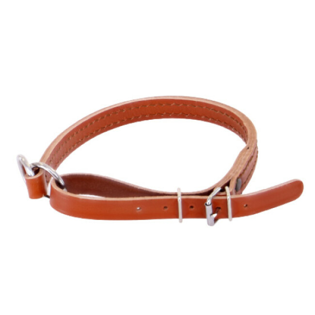 Collier en cuir pour chien