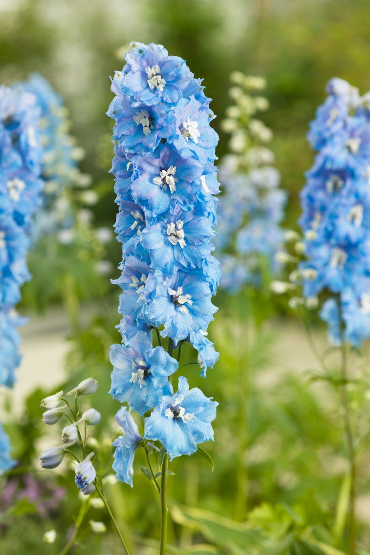 Ridderspoor (Delphinium (P) 'Blue Bird') D 11 H 150 cm