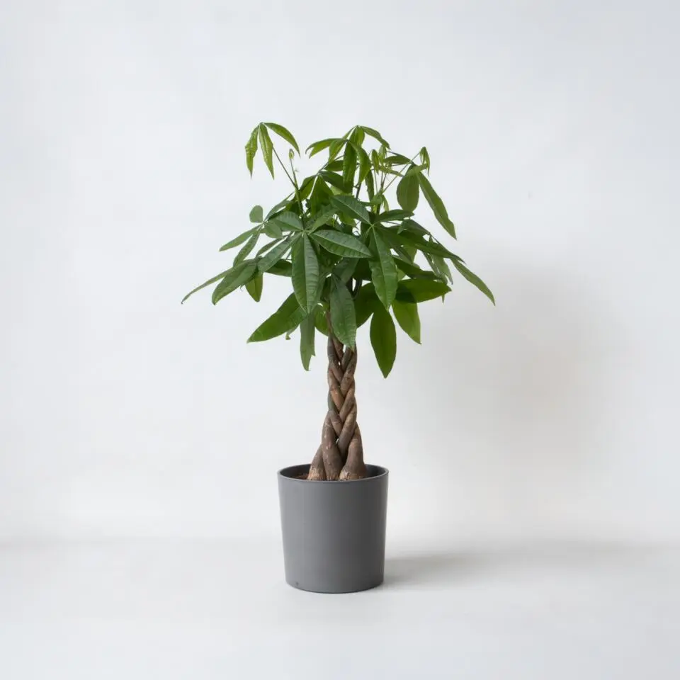 Geldboom - Pachira aquatica - Hoogte 100-120cm - ⌀24cm