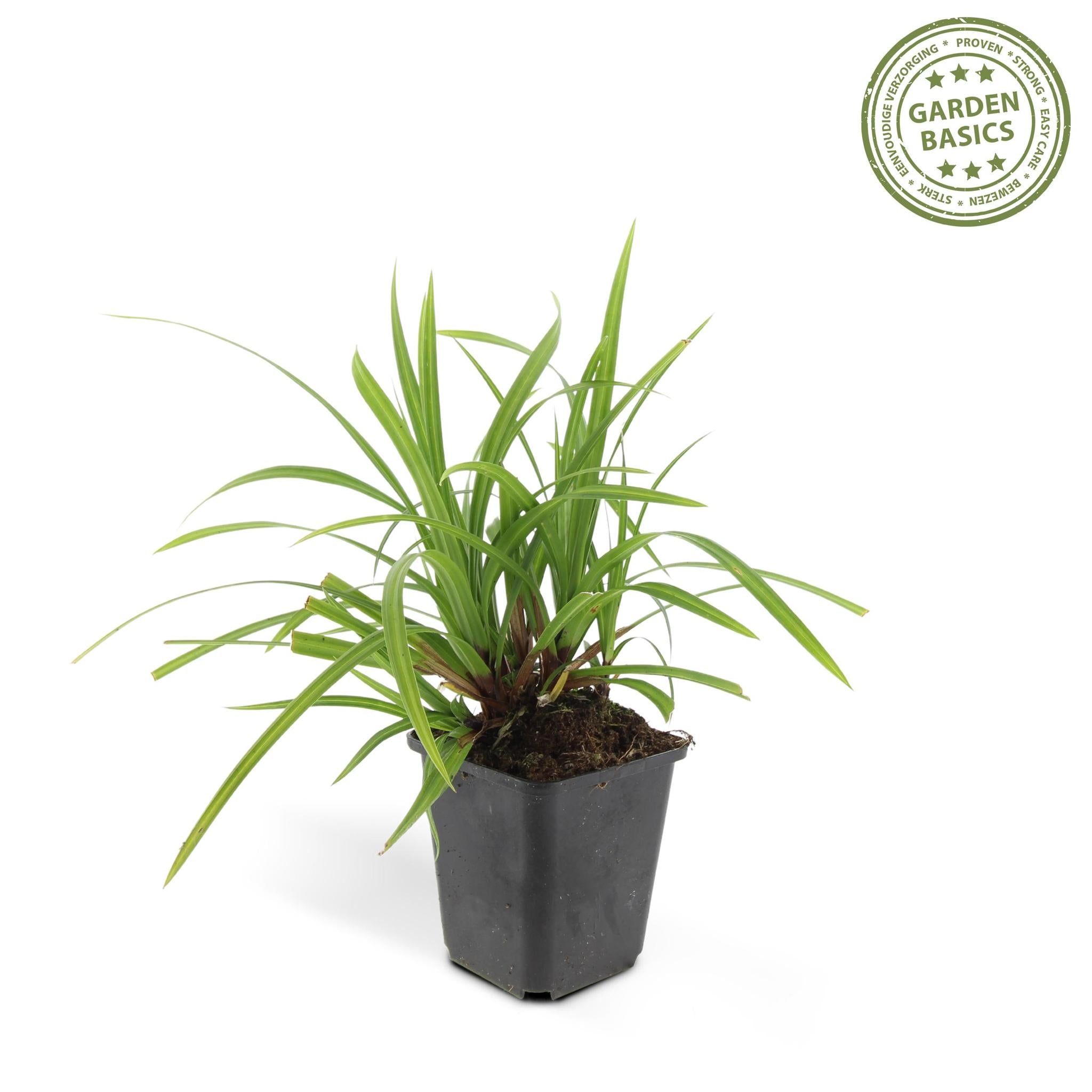 Carex morrowii 'irish green' - lot de 6