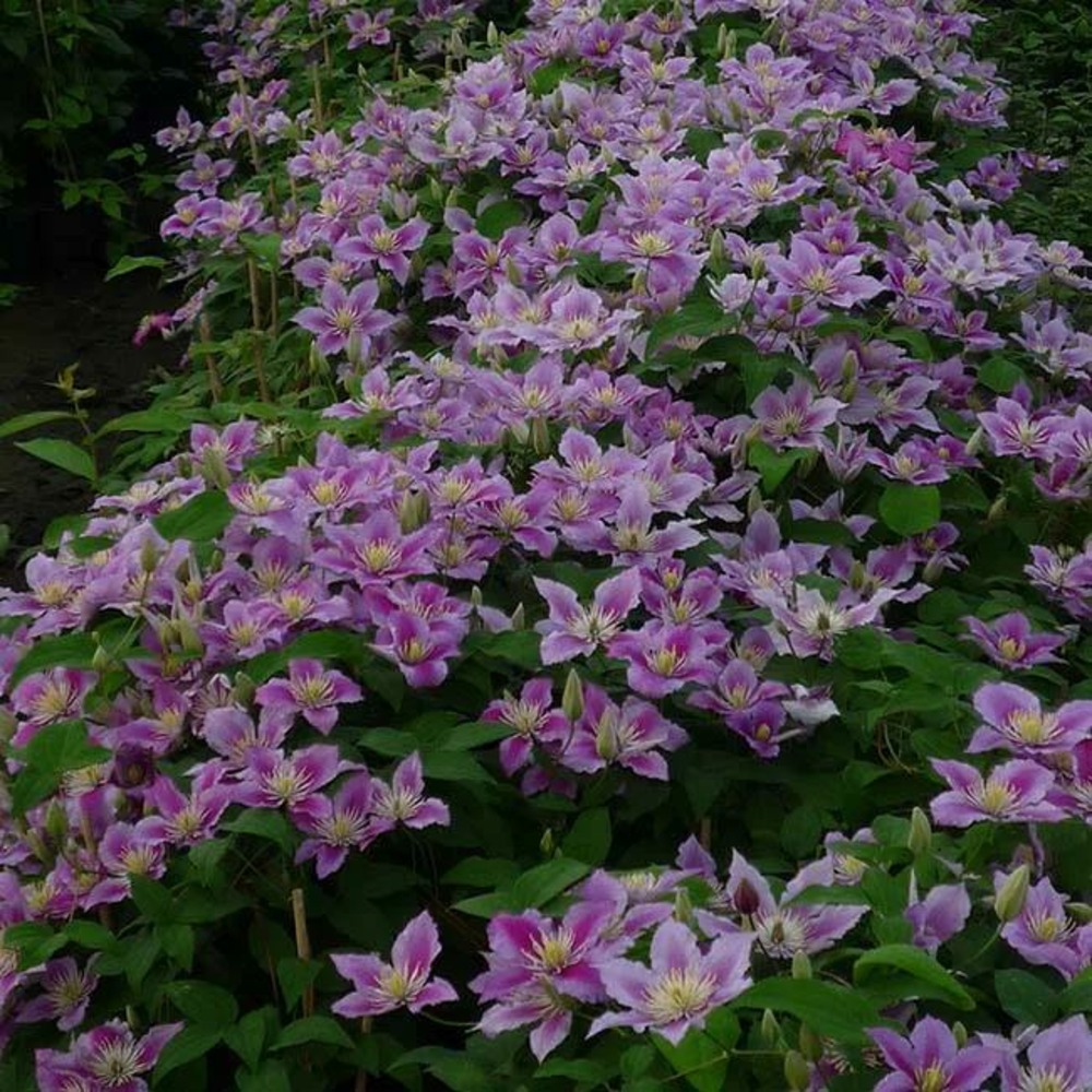 Clématite 'piilu' - clematis 1,5l