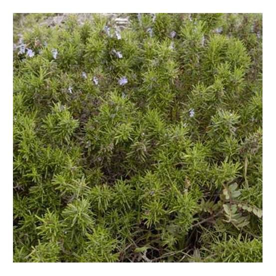 Plant de romarin : pot de 3 litres