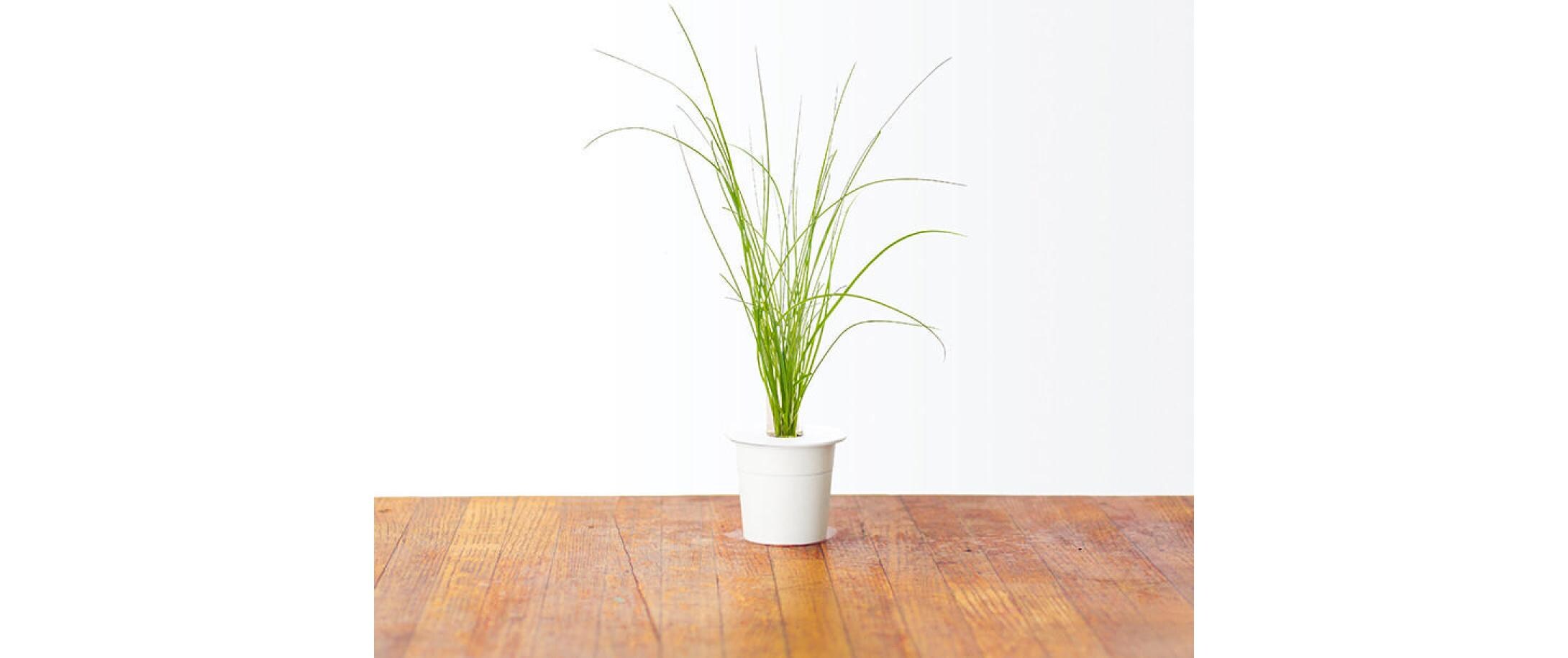 Samen SchnittlauchNachfüllpackung zum Smart Herb Garden