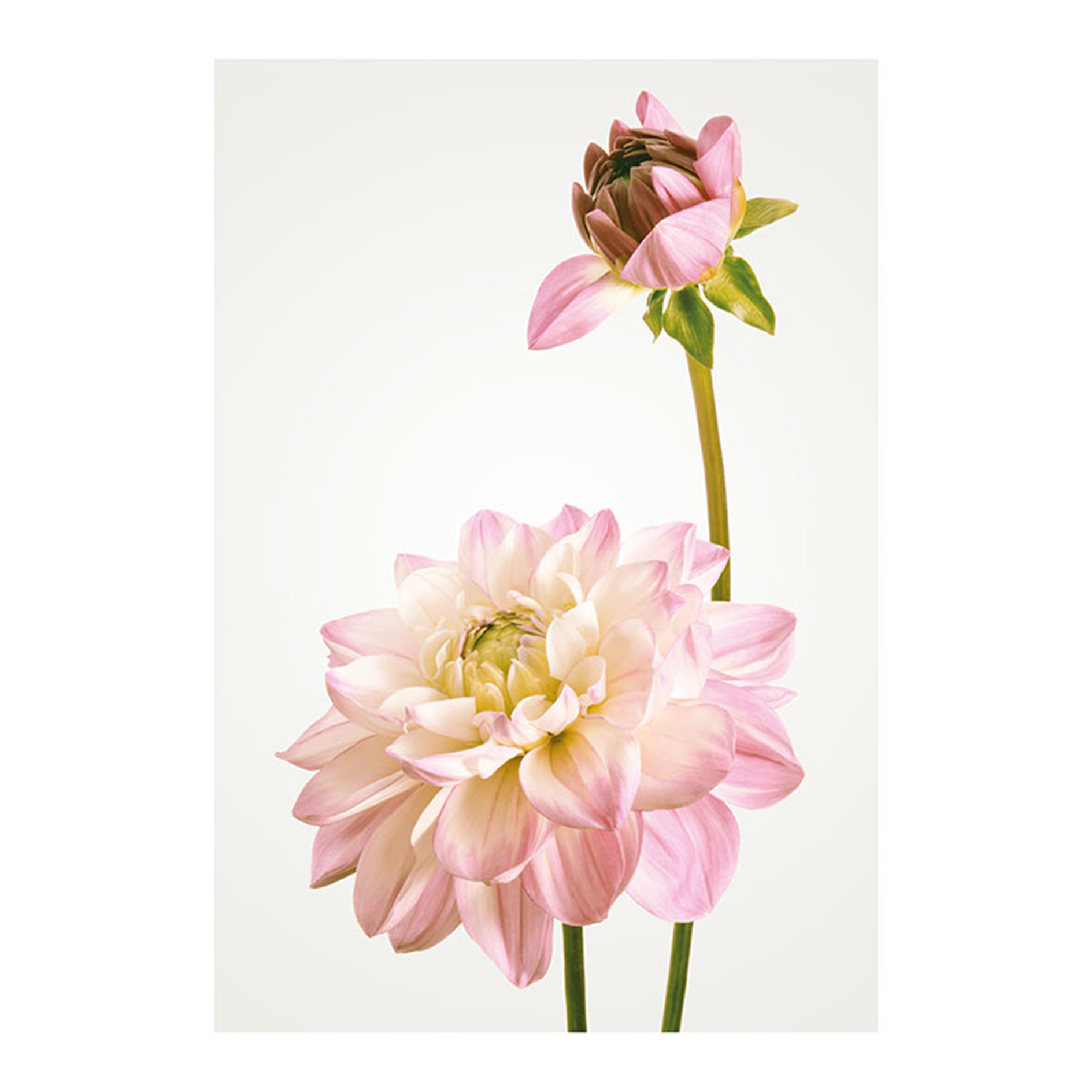 Wandbild DAHLIA - bunt - 50x70 cm