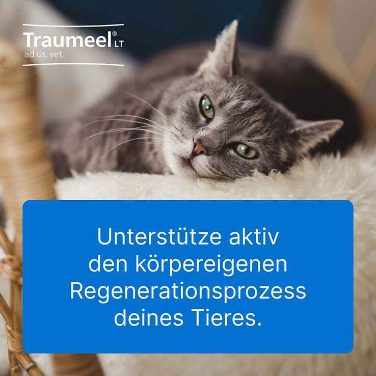 Traumeel LT Ampullen vet. (für Tiere), 5X5 ml