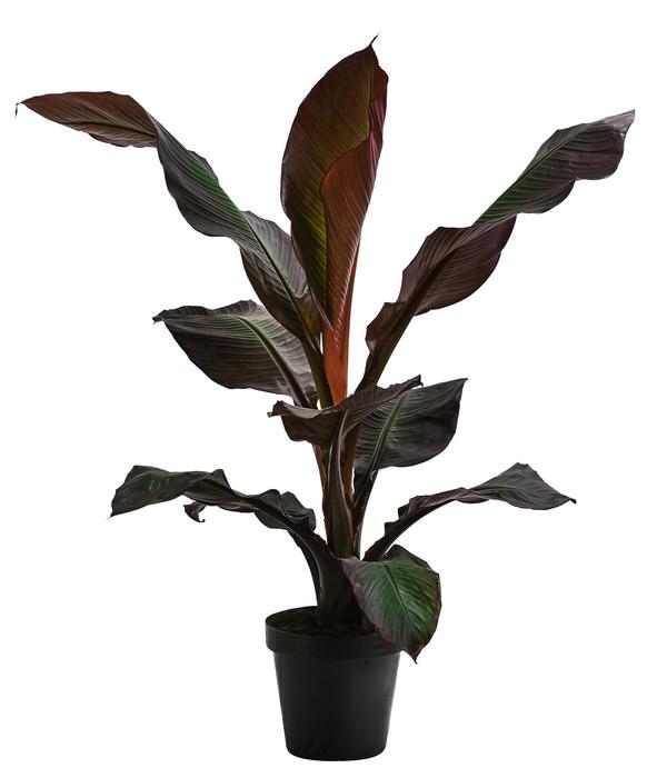 Rote Zierbanane 'Maurelii'