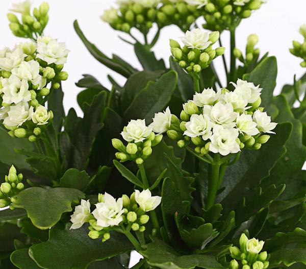 Flammendes Käthchen - Kalanchoe