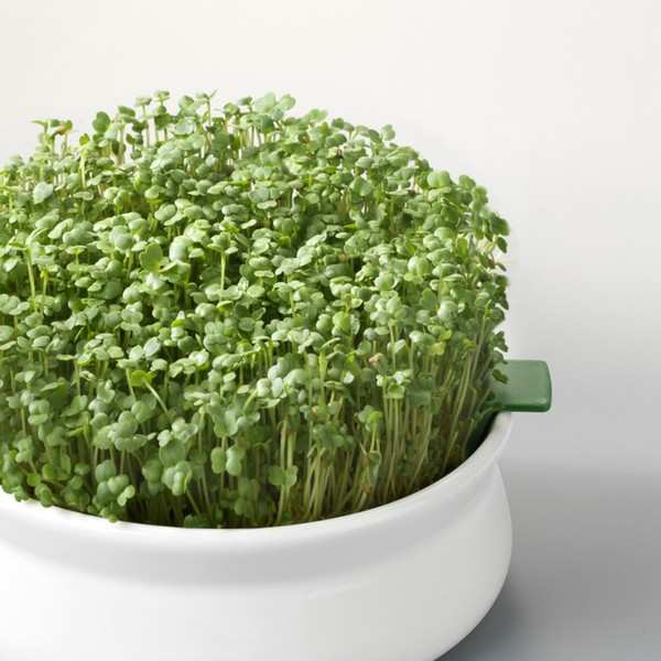 Roquette bio - Graines à germer