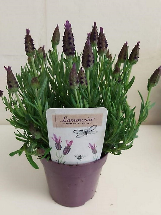 Lavande Stoechas Lamorosia pot 13 cm