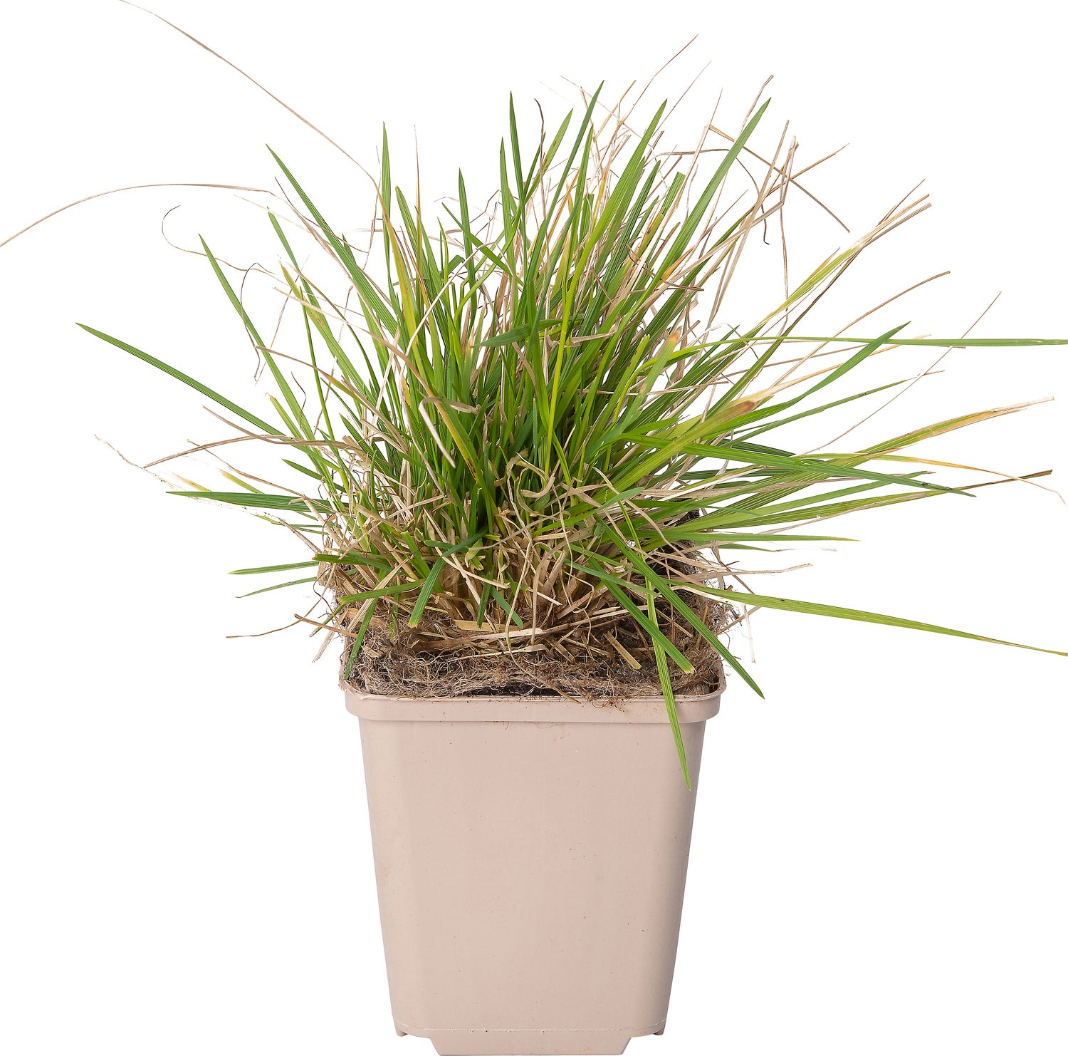 Smele (Deschampsia cespitosa) D 9 H 10 cm