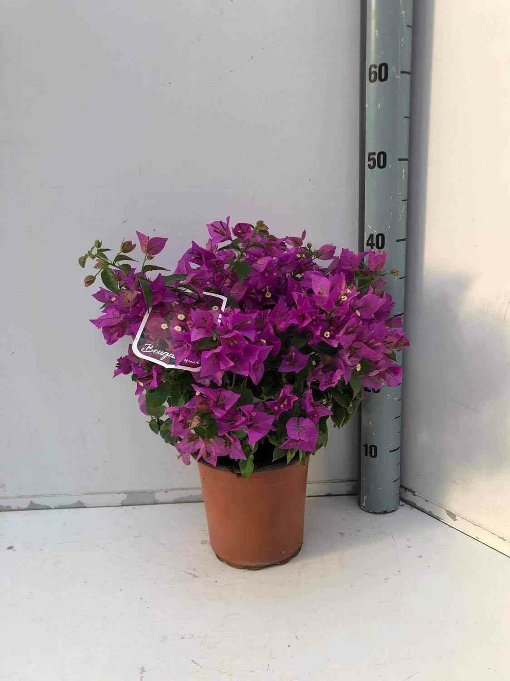 Bougainvillea vera (bougainvillier très florifère) taille pot de 65l - boule - 60/80cm
