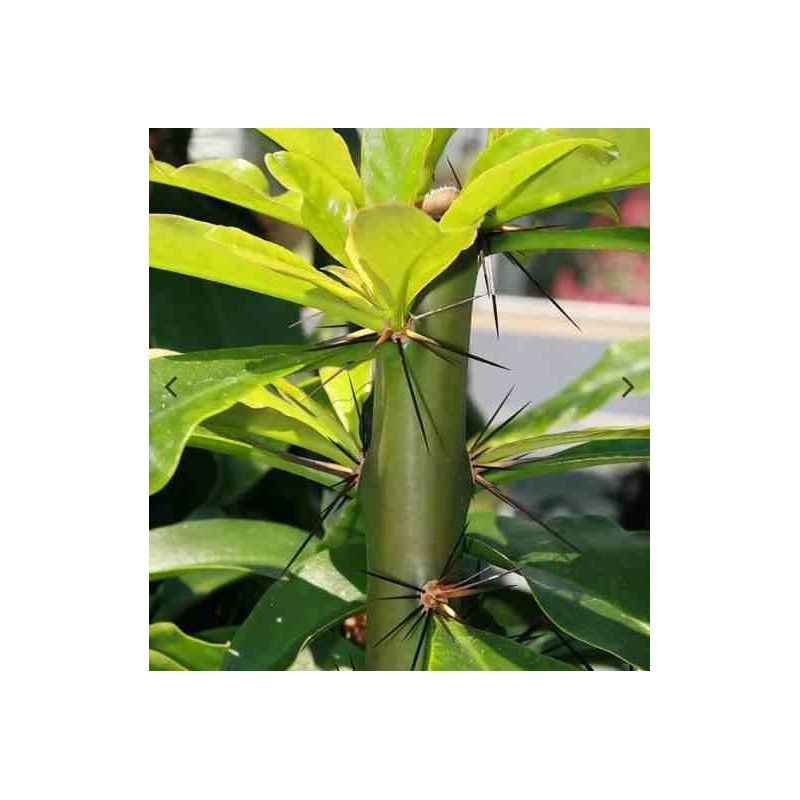 Pereskia grandifolia (cactus an arbre) taille pot de 2 litres ? 20/30 cm - rose