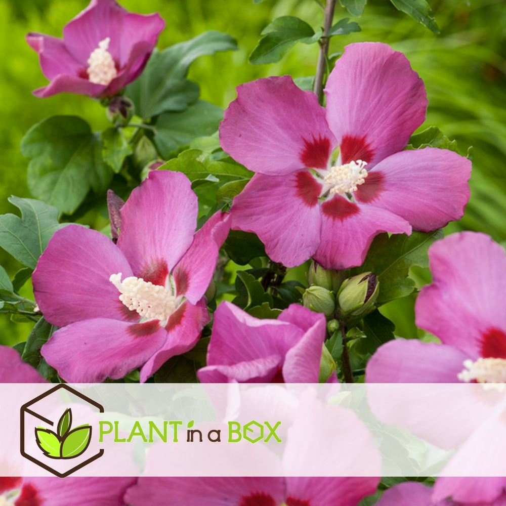 Hibiscus syriacus - mélange de 6 - hibis de syrie - pot 17cm - hauteur 25-40cm