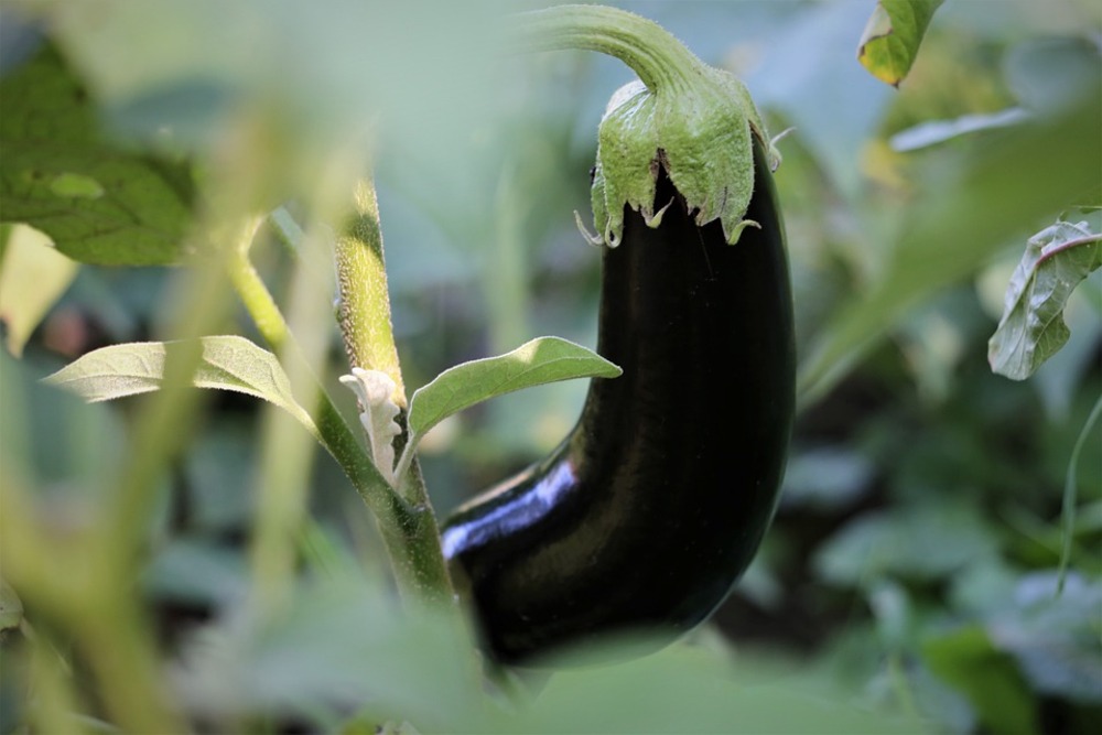 Sachet de graines d' aubergine longue pourpre - sachet de 2 grammes - petite entreprise française - made in france
