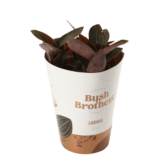 Orchidée Ludisia - pot D.12 cm