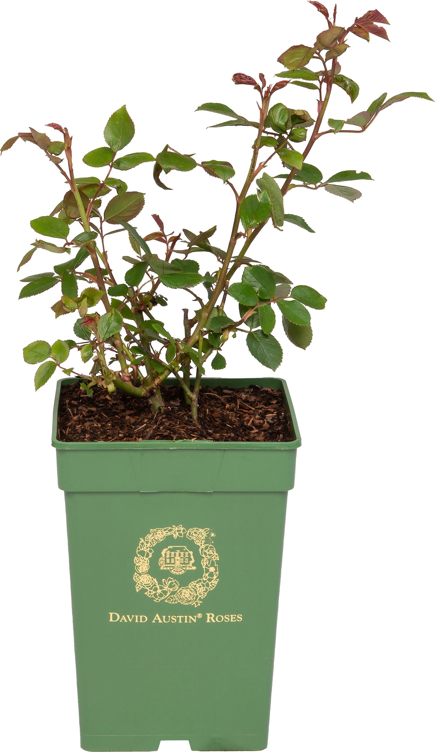 Roos (David Austin Rosa 'Desdemona®') D 24 H 40 cm
