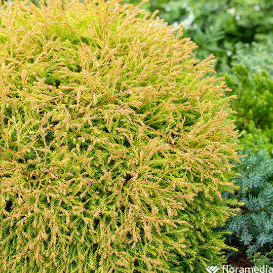 Thuya occidentalis 'Golden Tuffet' Pot 2L