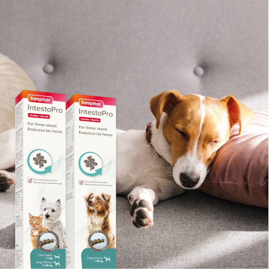 Pasta para cães Beaphar IntestoPro