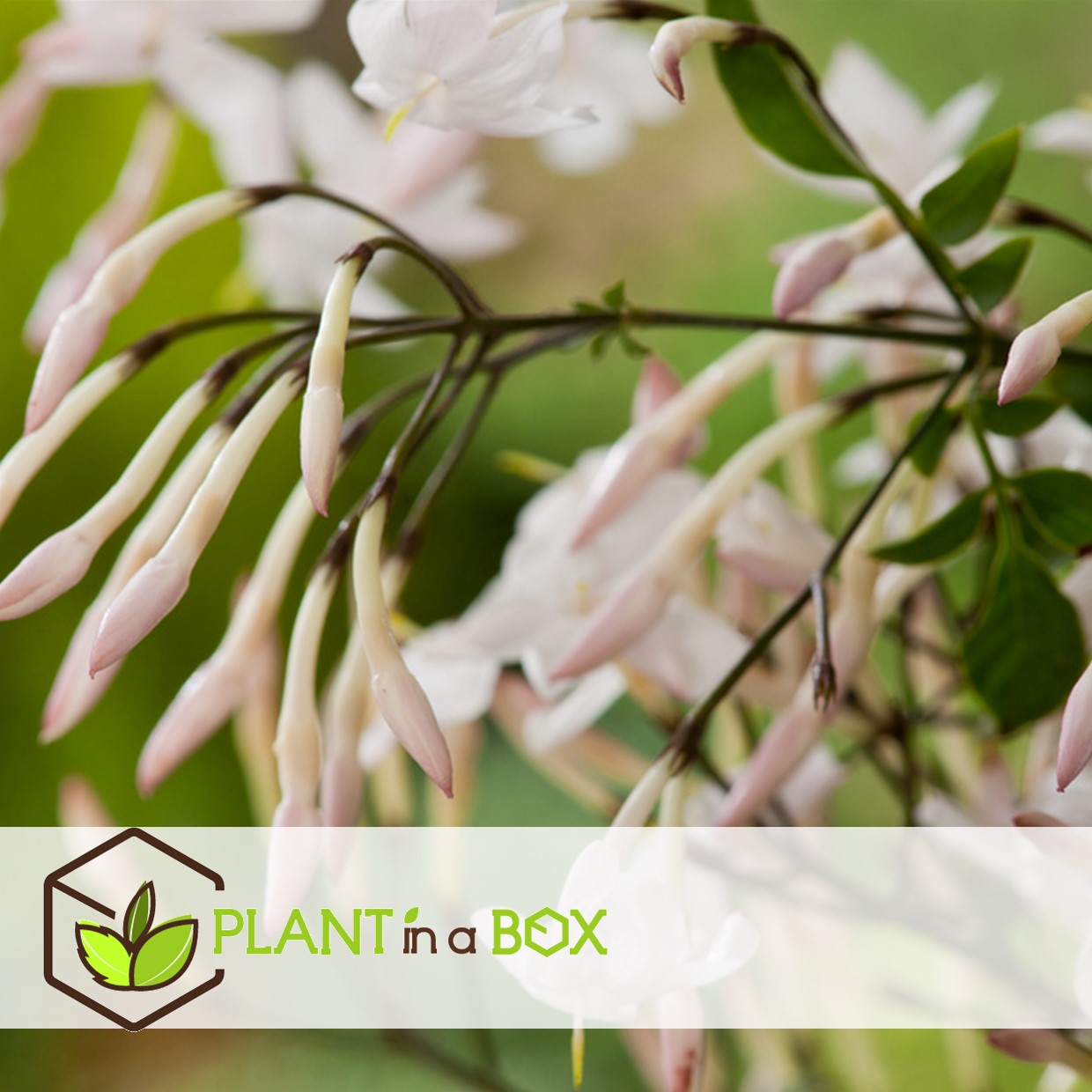 Jasminoides officinale - set de 6 - blanc - jasmin - pot 9cm - hauteur 25-40cm