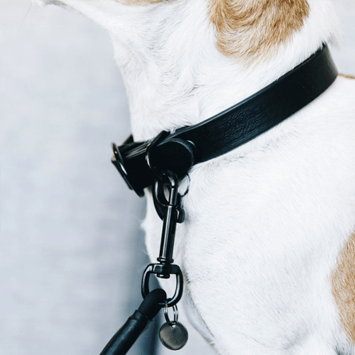 Kentucky Dogwear Soft Rubber Hondenhalsband