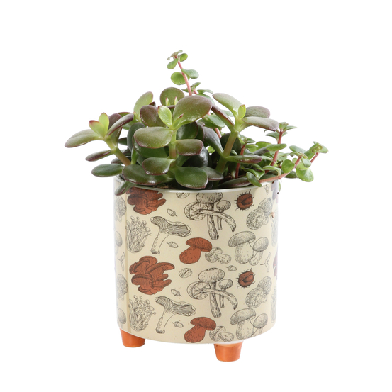 Succulentes : pot en céramique D11cm - Variétés variables