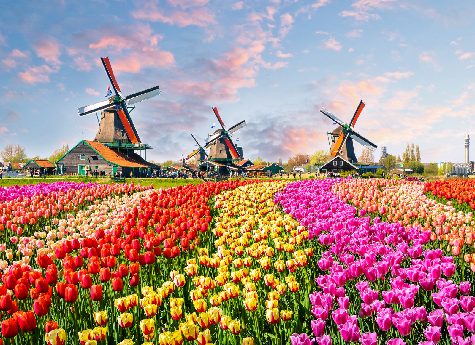 Fototapete DESIGNWALLS - bunt-braun - Blumenmeer - 2,55 Meter