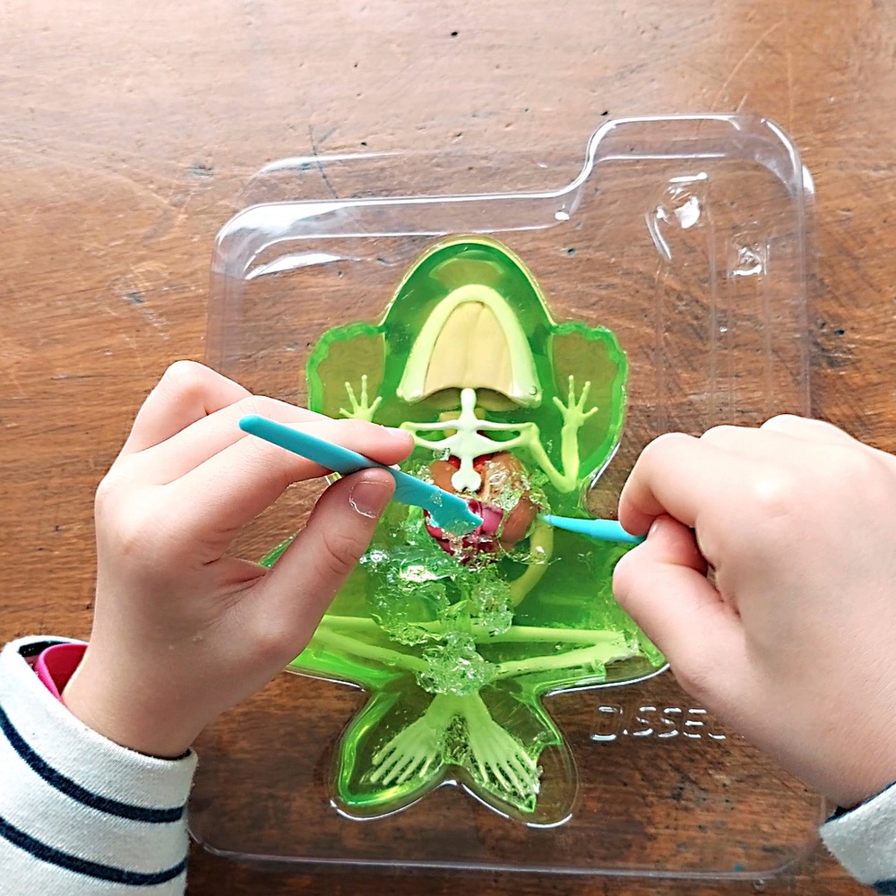 Sezieren Sie den Super-Laborfrosch mit Venen und Arterien