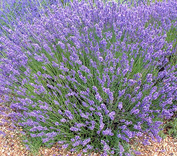 Bio Lavendel 'Grappenhall'