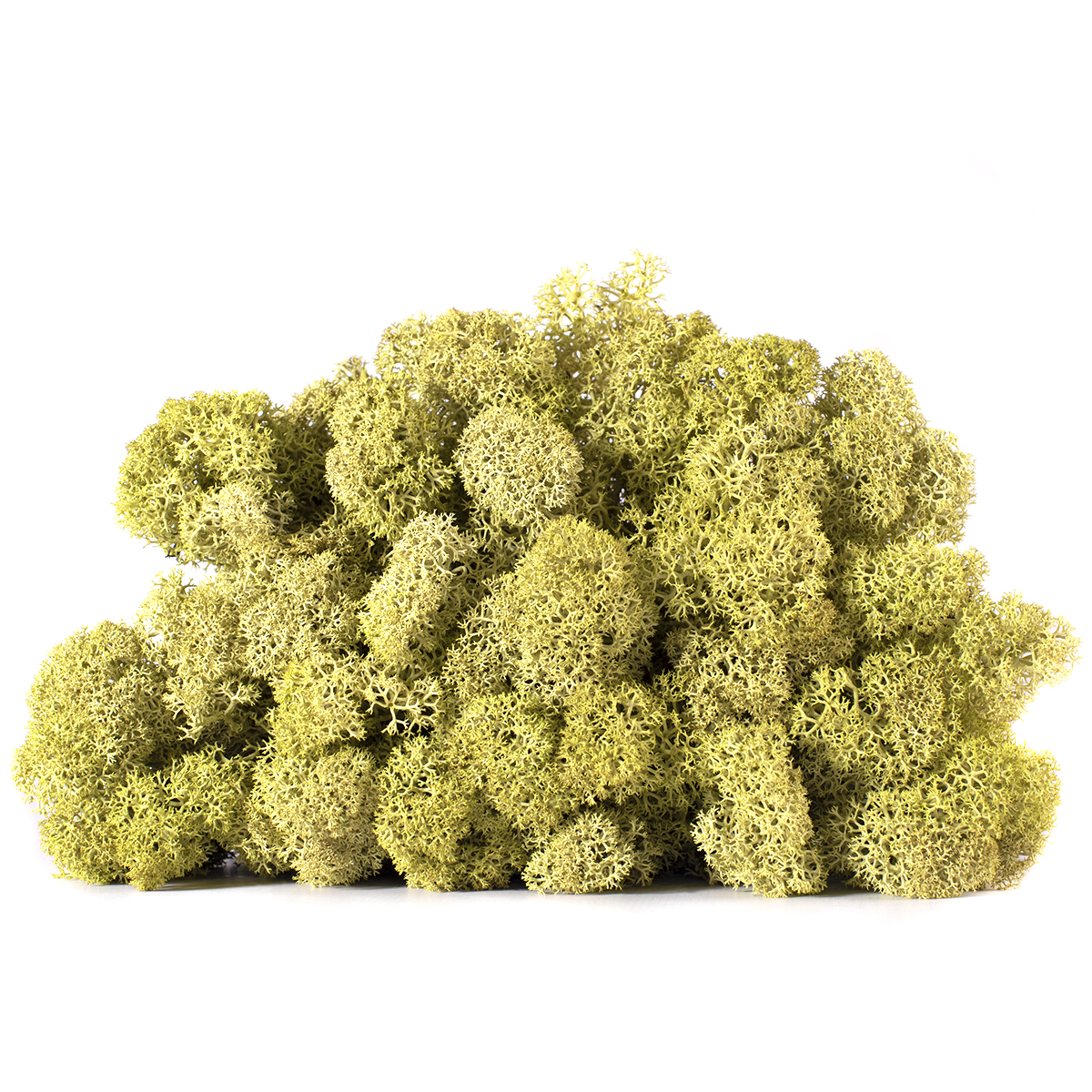 Lic/0582 lichen stabilisée vert olive w-box 0,5 kg