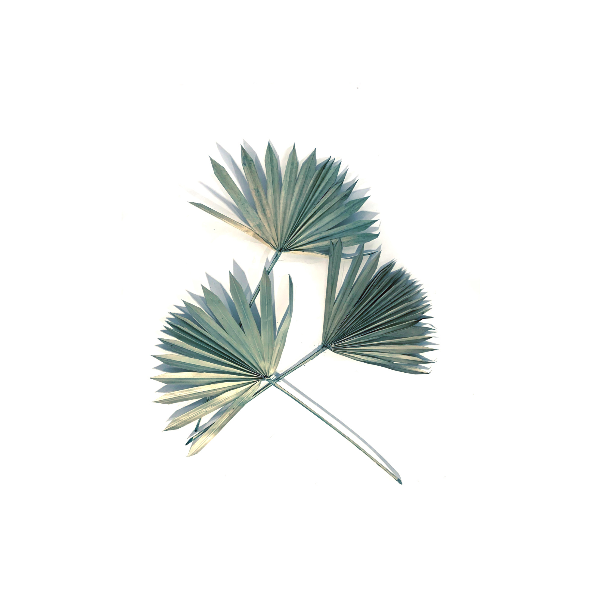 Palmblätter blau, H 60 cm, B 35 cm von fischer's lagerhaus