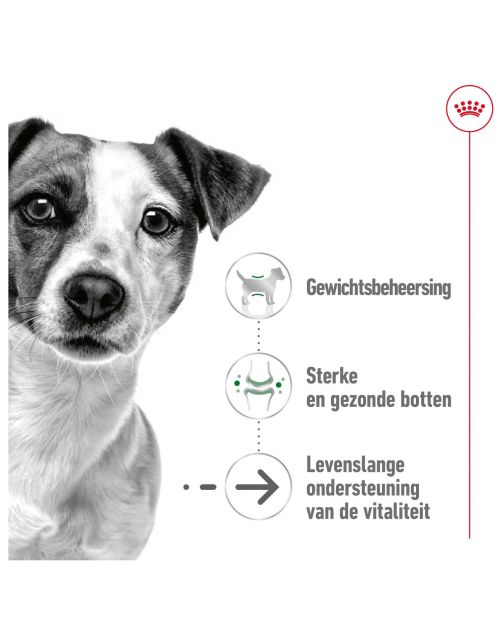 Royal Canin Mini Ageing 12+ - Hondenvoer