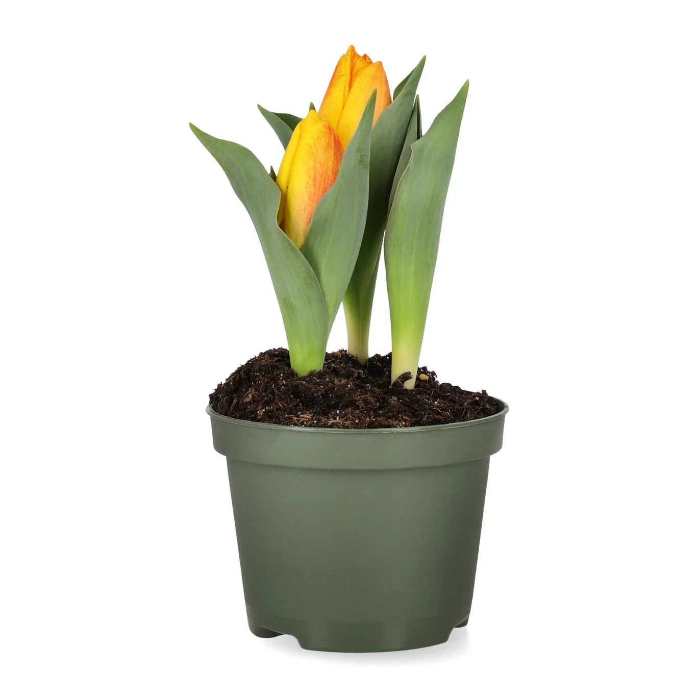 Tulipan 'Flair' Ø10,5 cm