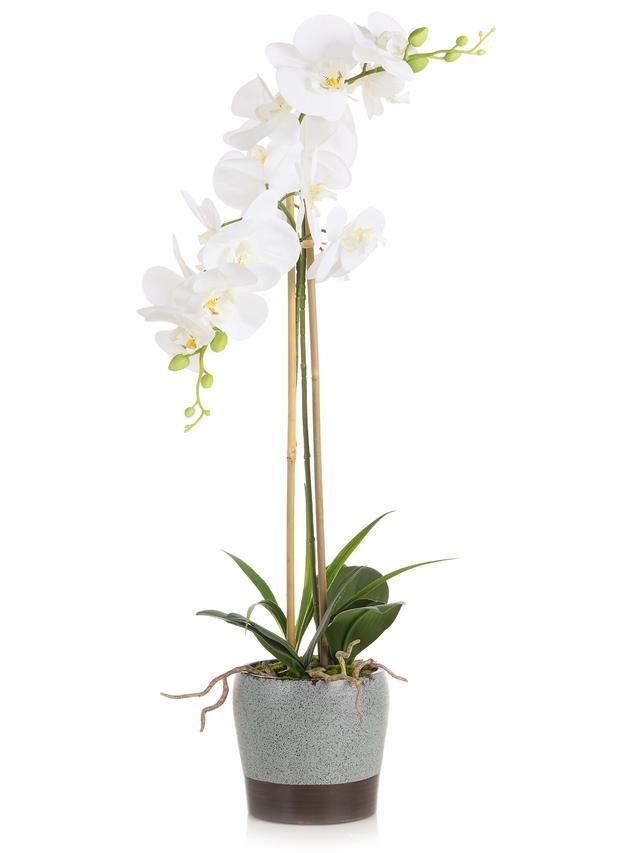 Orchidee Phalaenopsis mit Keramiktopf, 69 cm