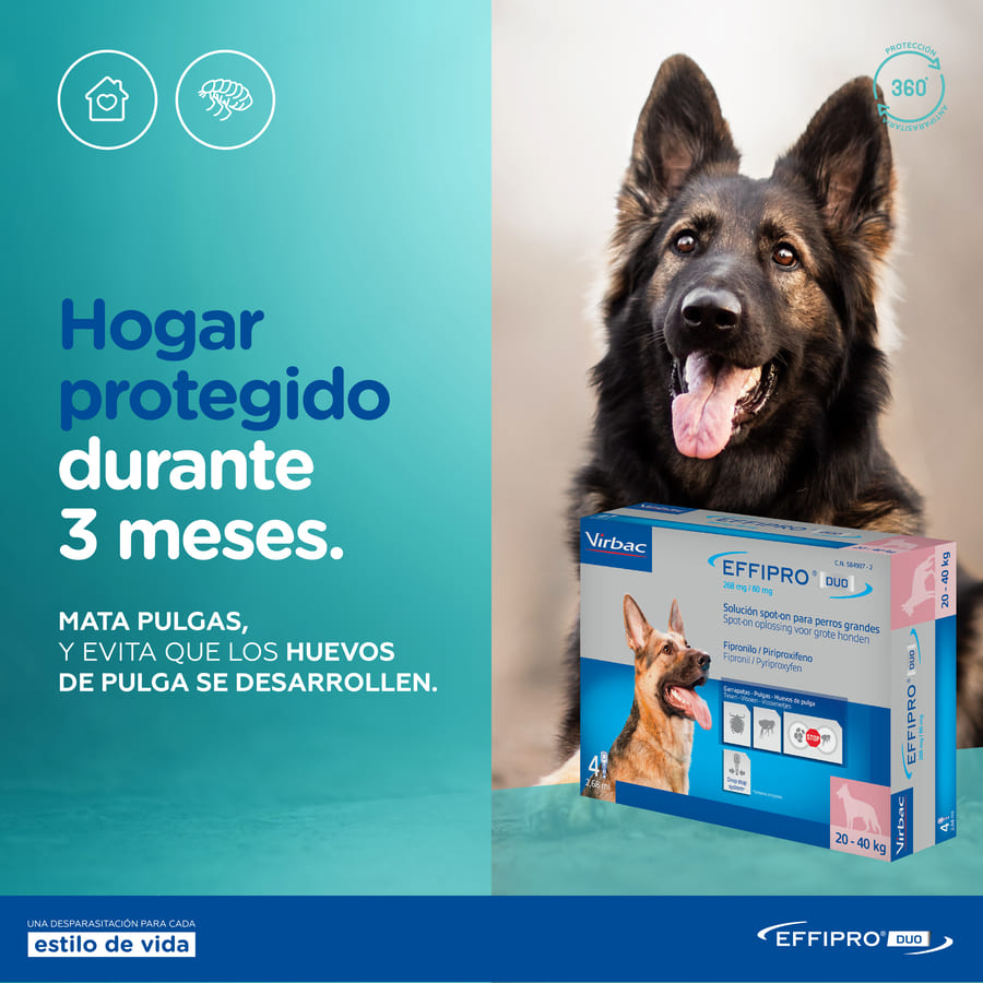 Pipetas antiparasitárias Effipro Duo para cães