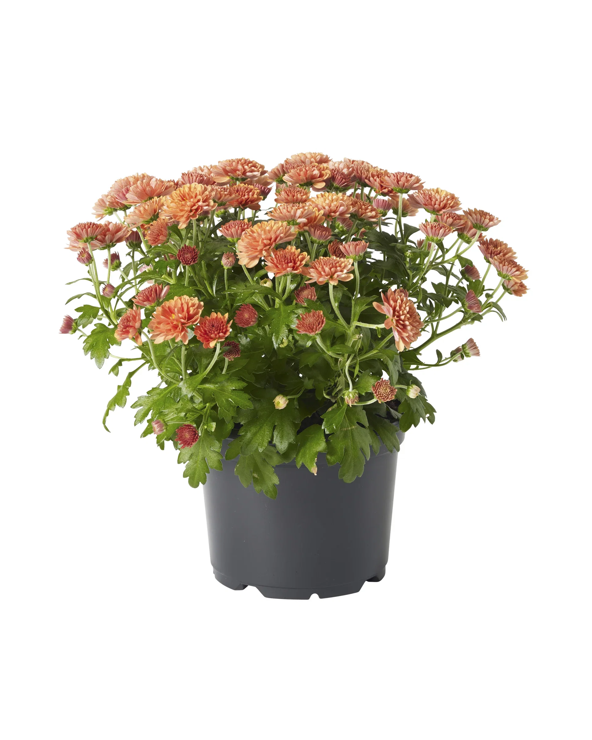 Chrysanthemum x morifolium Frilandskrysantemum Ø12 cm