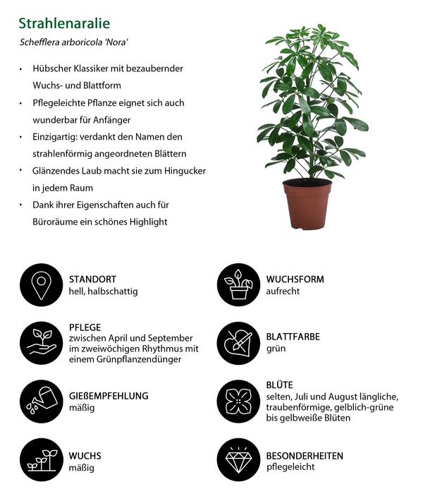 Zimmerpflanzen-Set Grüne Klassiker, 3-teilig