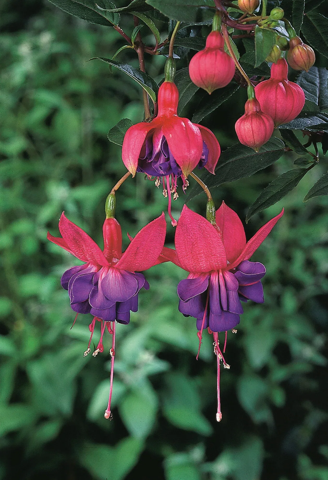 Fuchsia Fuchsia stikling Ø6 cm