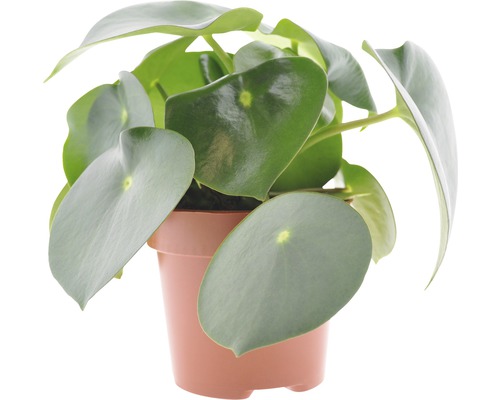 Peperomia, Dwergpeper FloraSelf Peperomia polybotrya 'Raindrop' H 20-30 cm Ø 12 cm pot
