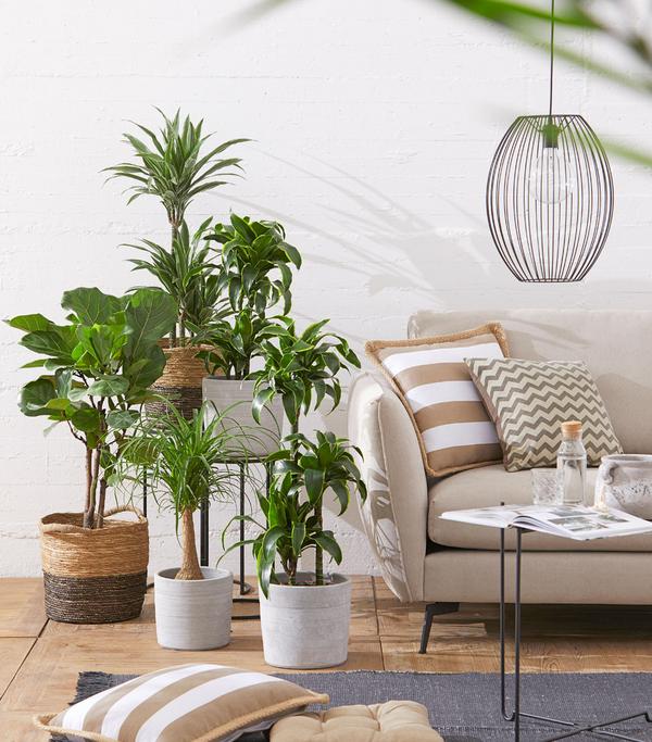Drachenbaum - Dracaena deremensis 'White