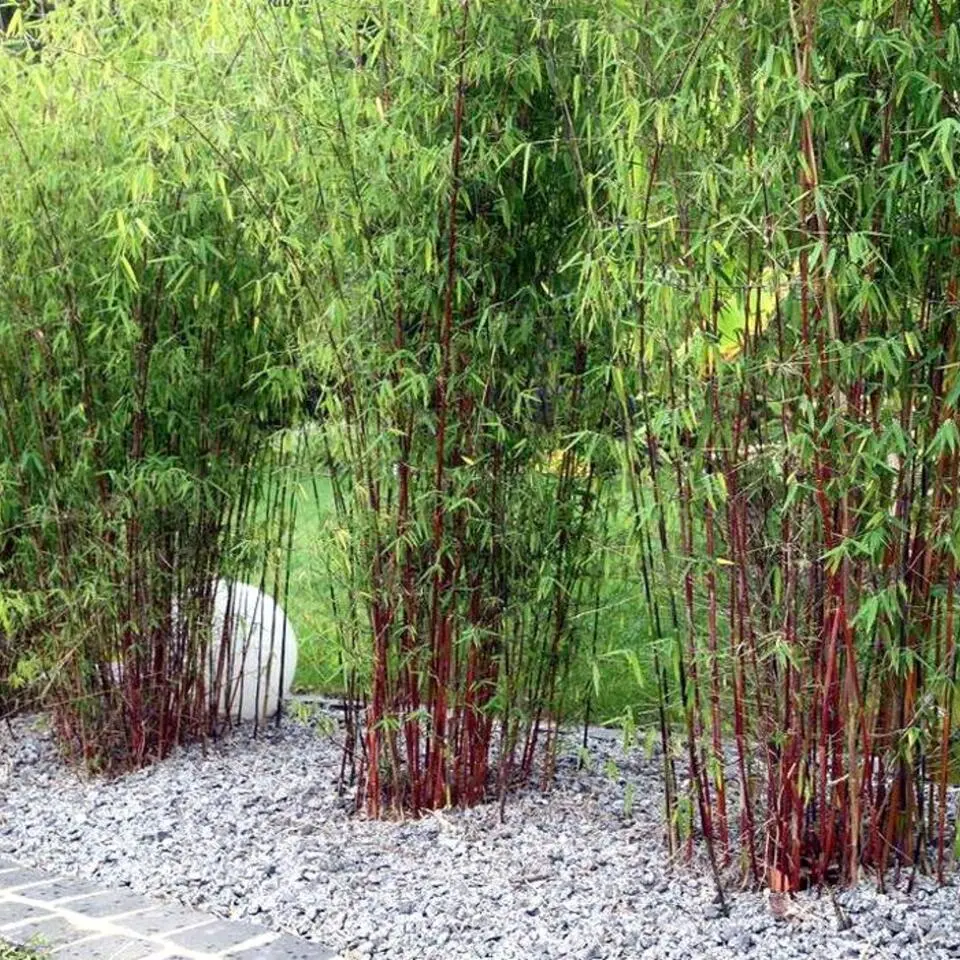 Kleurrijke Bamboe - Set van 6 - Fargesia 'Asian Wonder' - Hoogte 25-40cm - ⌀13cm
