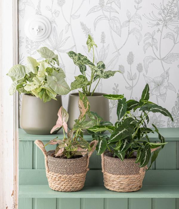 Purpurtute - Syngonium Podophyllum 'Mottled'